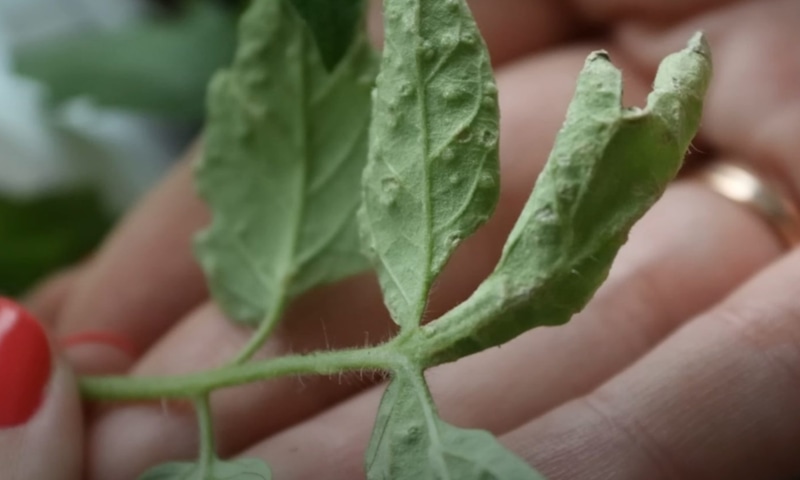 Оэдема на листьях: водянка у томатов