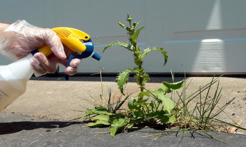 Уксусный раствор: натуральное средство от сорняков