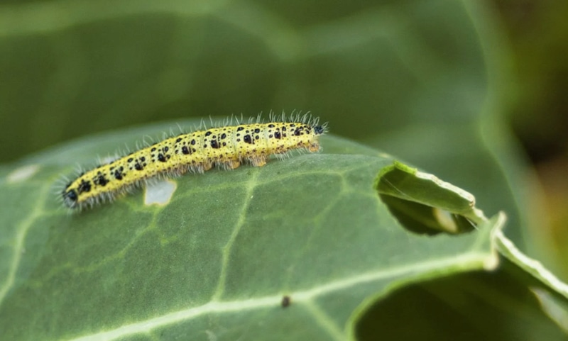 Зубная паста: защита капусты от гусениц