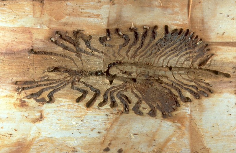 Борьба с короедом: методы защиты