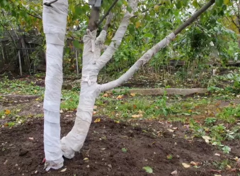 Защита деревьев: обмотка штамба бинтами