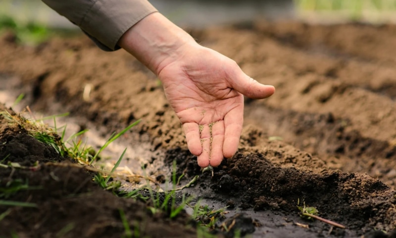 Подзимний посев: сила холода