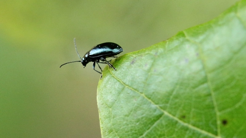 Земляная блошка: опасность для грядок