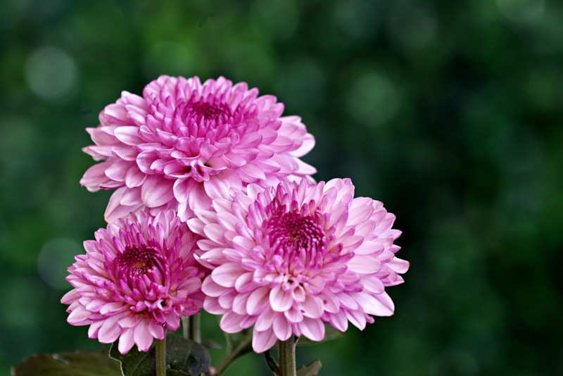 Хризантемы зимой: защита и уход