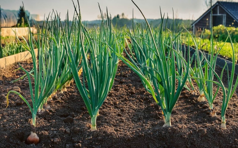 Озимый лук: сила холодного старта