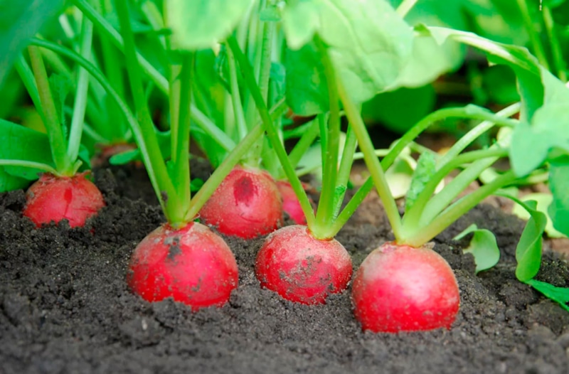 Крупный редис: секреты урожая