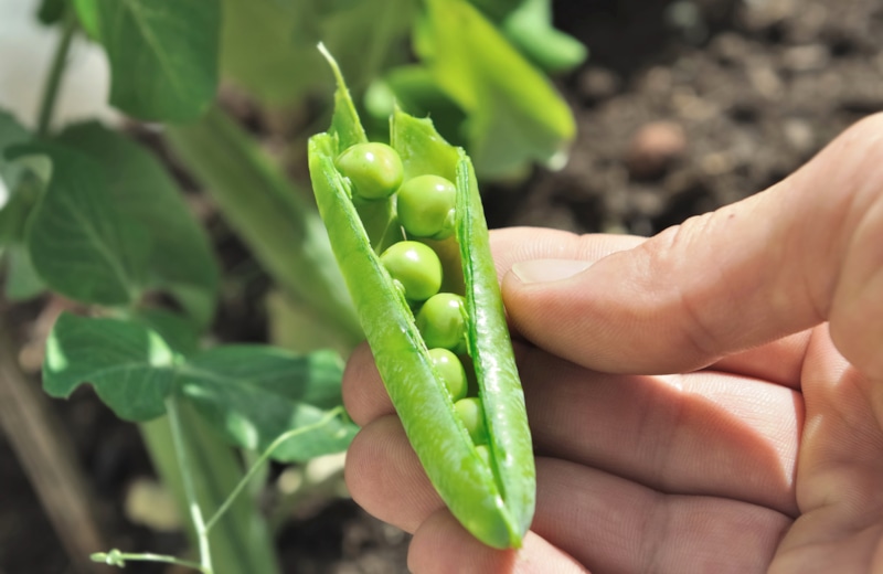 Осенний сбор семян: своя выгода