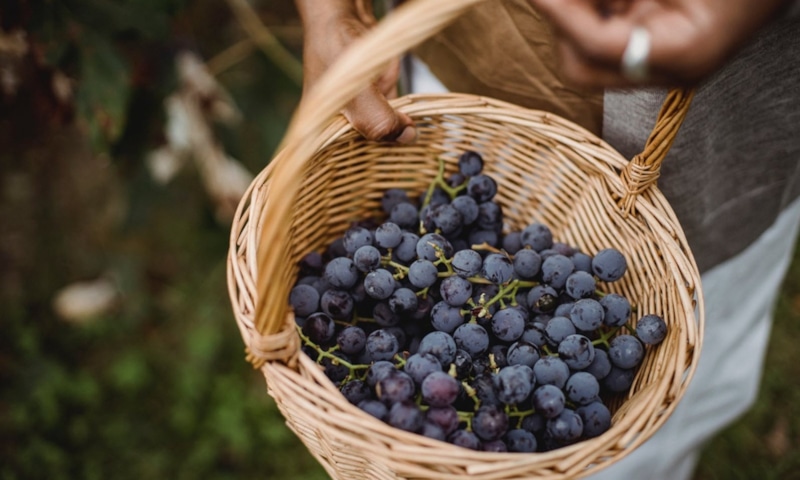 Хранение винограда: свежесть до зимы