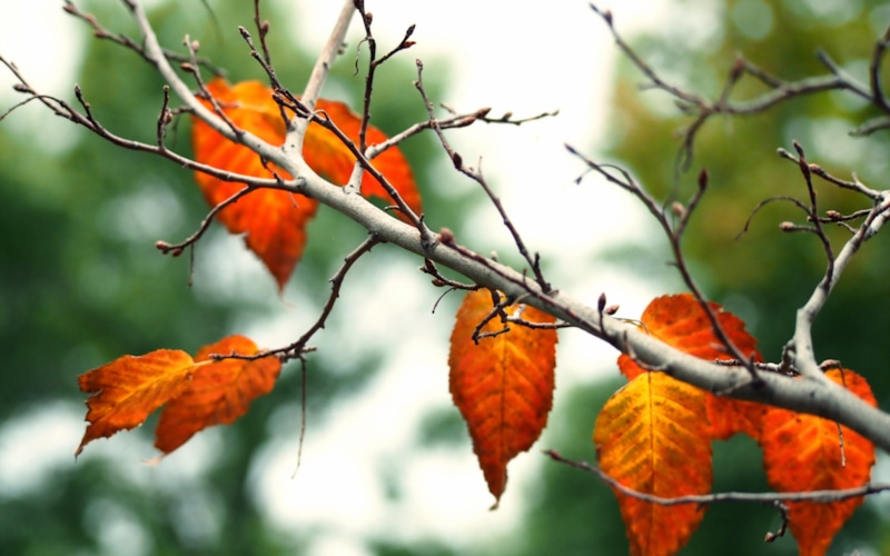 Опавшие листья: сигнал для садовода