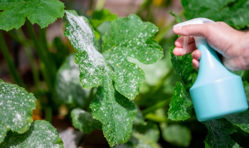 Зубная паста: секрет защиты сада Зубная паста: секрет защиты сада