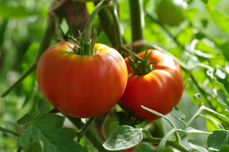 Чеснок атакует: фитофтора сдается без боя