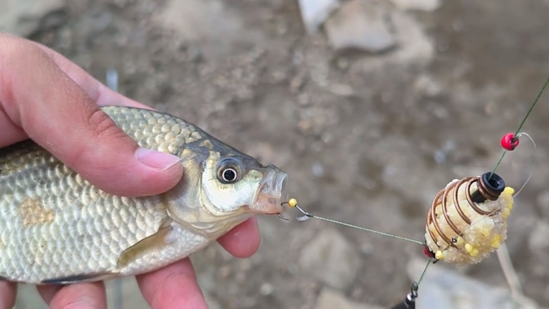 Пивная прикормка: секрет большого улова Пивная прикормка: секрет большого улова