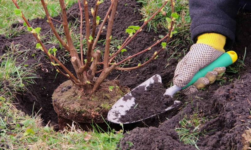 Осенняя посадка деревьев: старт успеха