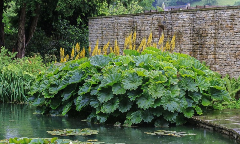 Дармера щитовидная: экзотика в саду