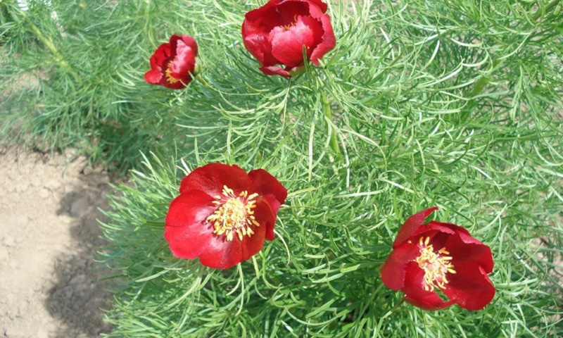 Редкие растения: находки под Волгоградом Редкие растения: находки под Волгоградом
