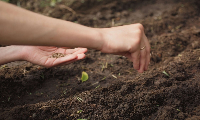 Подзимний посев овощей: сила холода