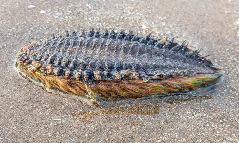 Морской червь: радужное чудо