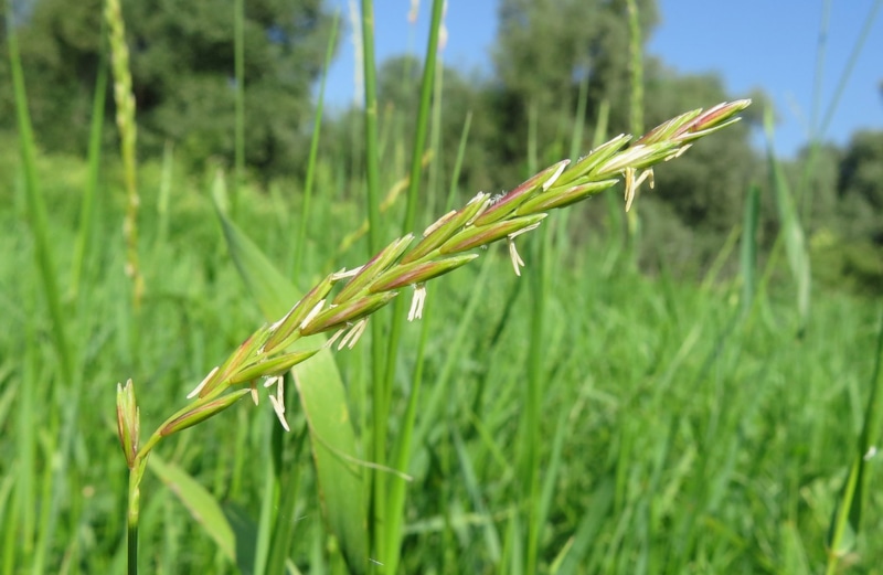 Пырей на грядках: осенняя битва