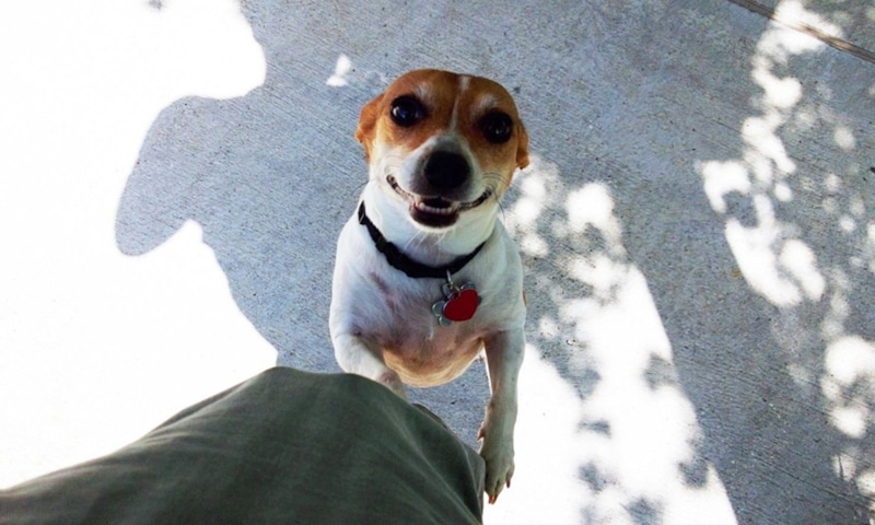 Собачья радость: наука о чувствах