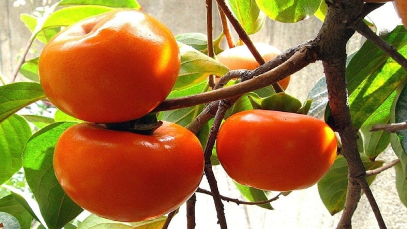 Осенняя хурма: момент сбора