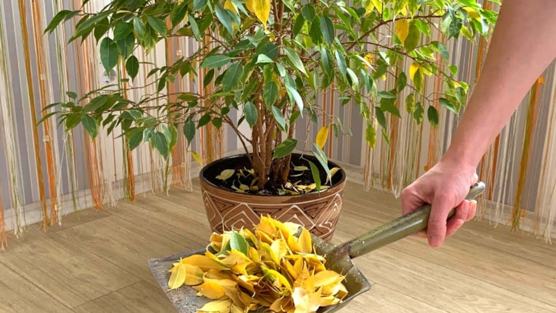 Комнатные цветы: осенний листопад