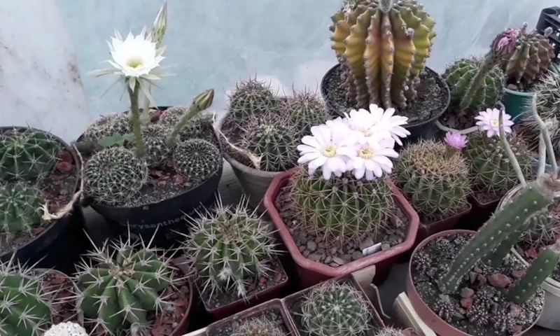 Зимний режим кактусов: период восстановления