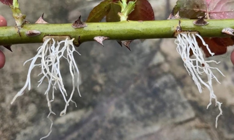 Воздушная среда: корни для розы