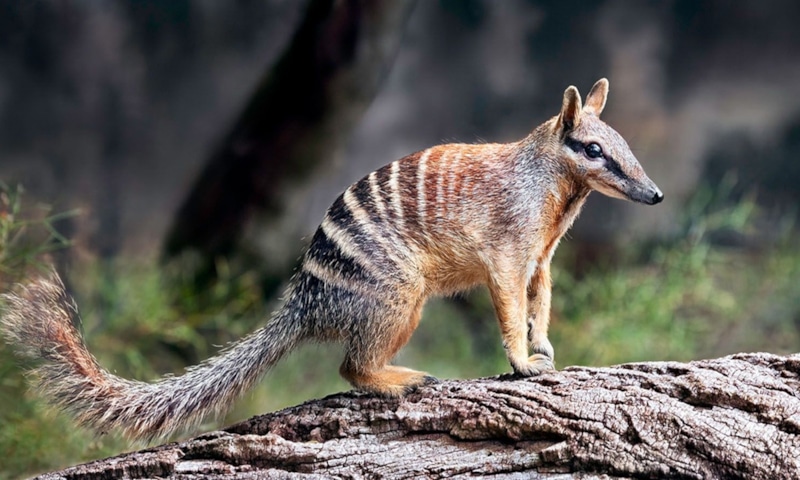 Намбаты в Австралии: рождение редкой надежды