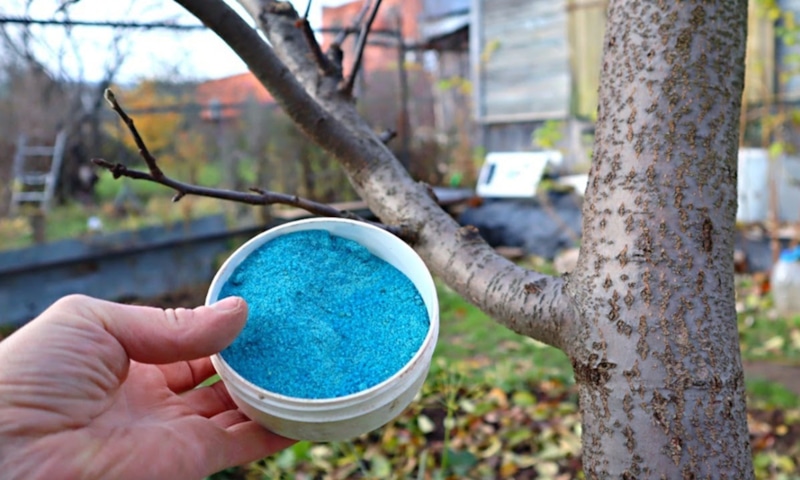 Купорос на участке: стабильность с лимонной кислотой