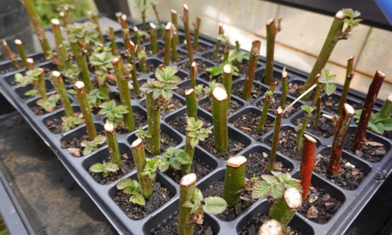 Осенние черенки: рост без риска