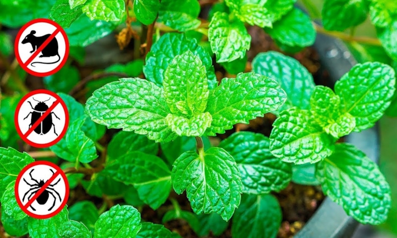 Мята против мышей: ароматный барьер