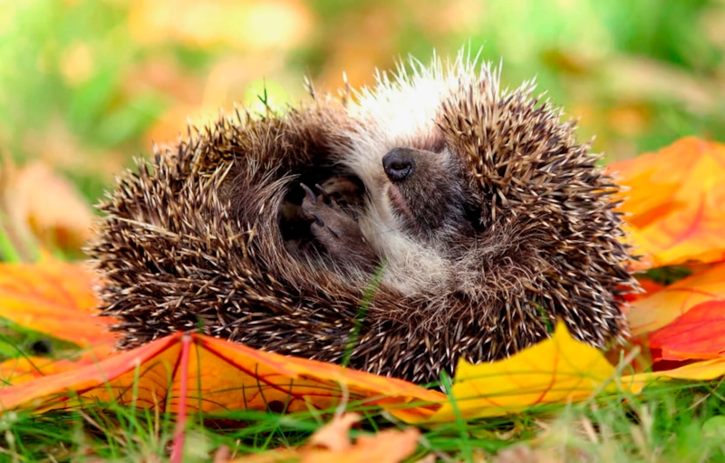 Зимний еж: видимость обмана
