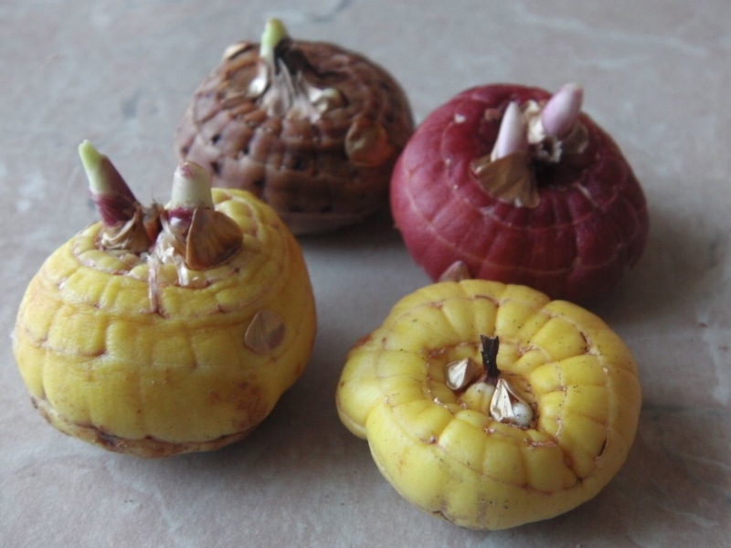 Зимние риски: болезни луковиц