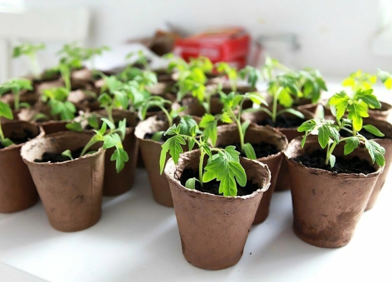 Выбор домашней тары: удачный старт рассады