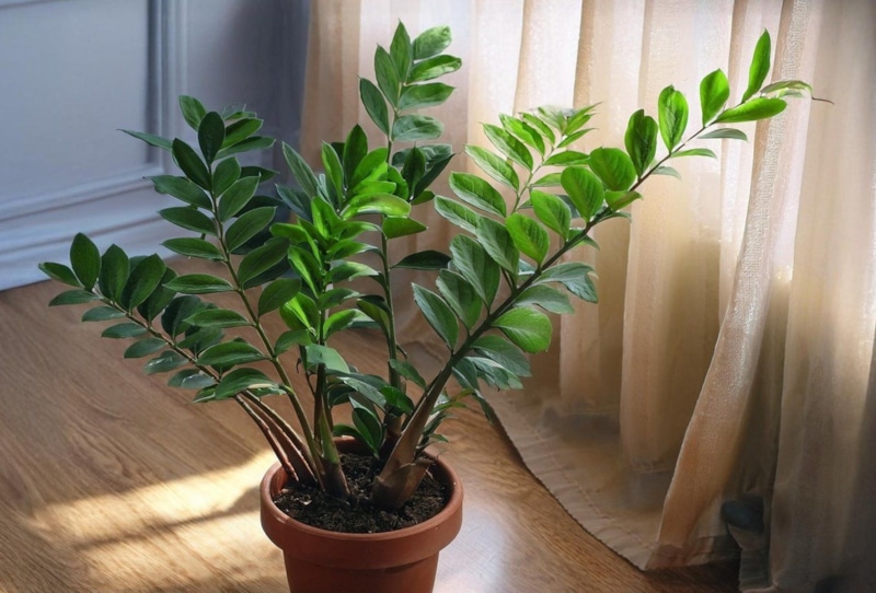 Замиокулькас в доме: ритм зимнего полива