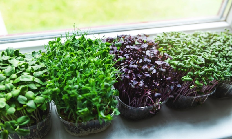 Домашняя зелень: витамины среди зимы