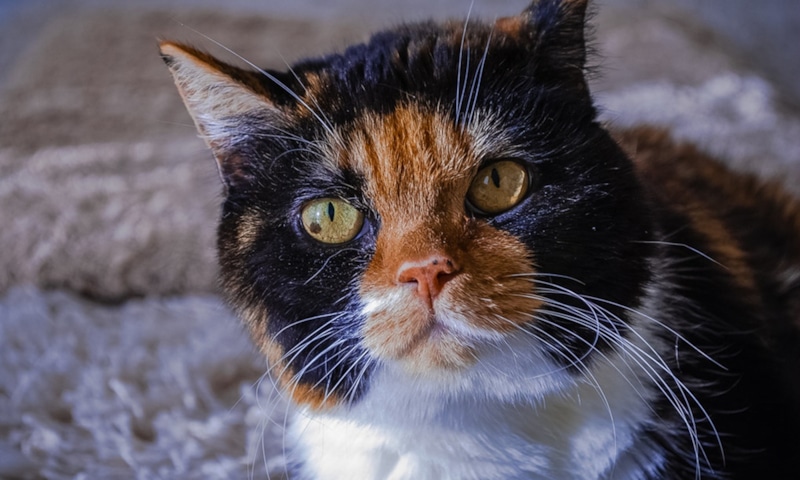 Черепаховая кошка: символ домашней удачи