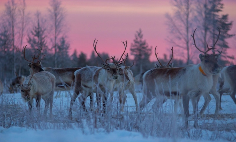 Ледяная находка: древняя ловушка для оленей