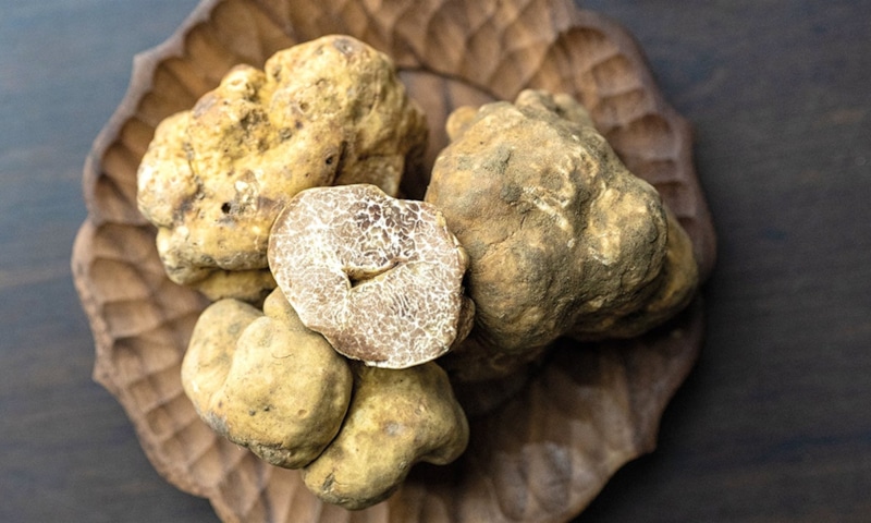 Белый трюфель: редкость и аромат