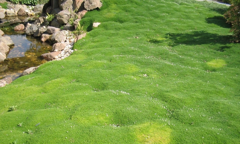 Мшанка в саду: нежный зеленый ковер