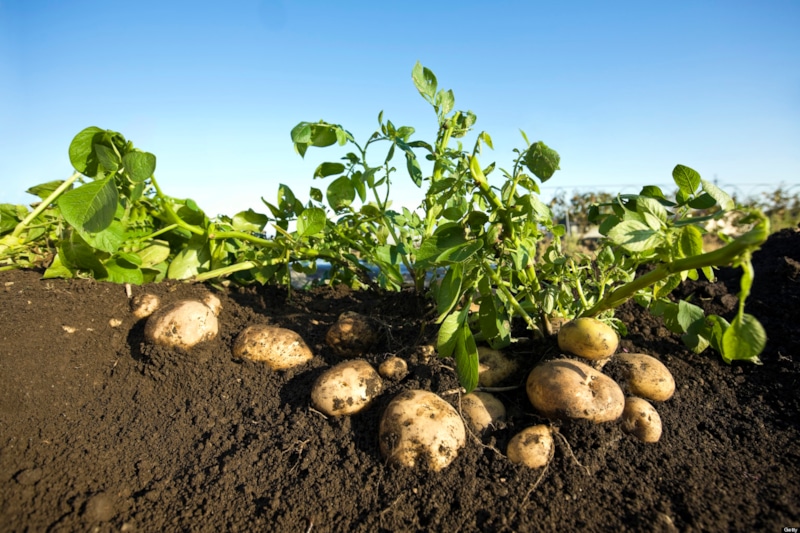 Осенняя грядка: питание для картофеля