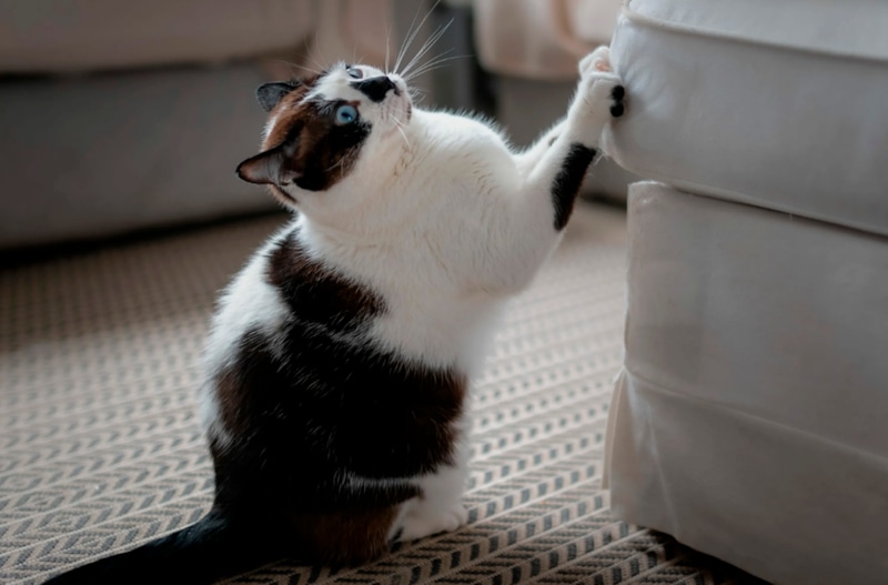 Прозрачная защита: диван без царапин