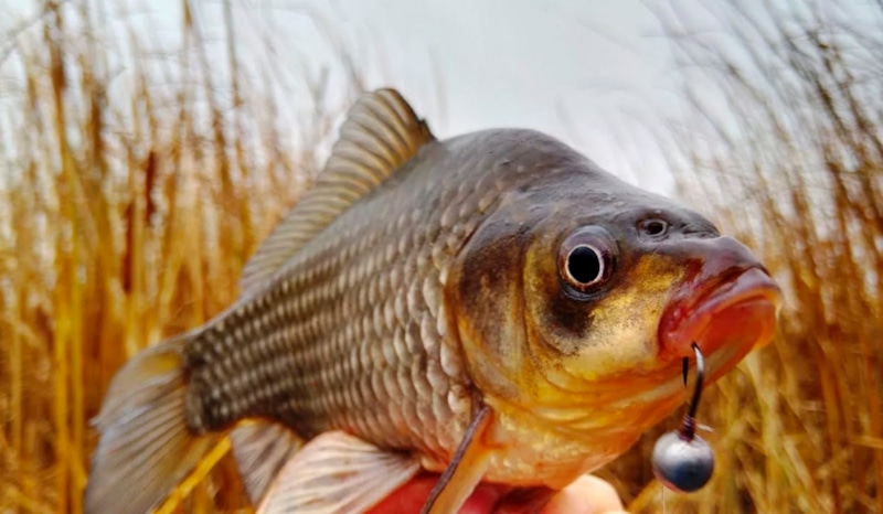 Зимняя прикормка: масло и улов