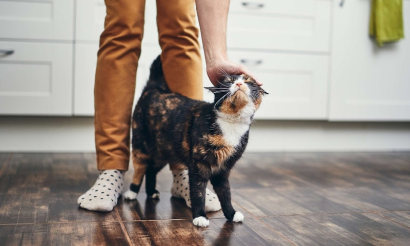 Кошачья привязанность: эмоции и доверие