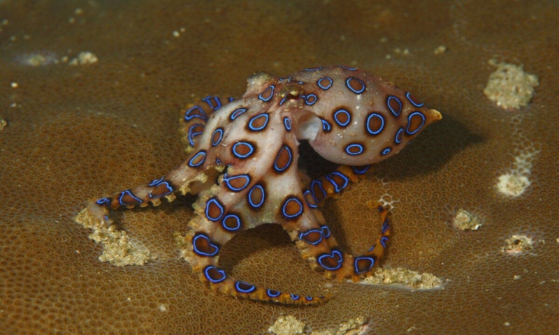 Синий хищник: яд осьминога