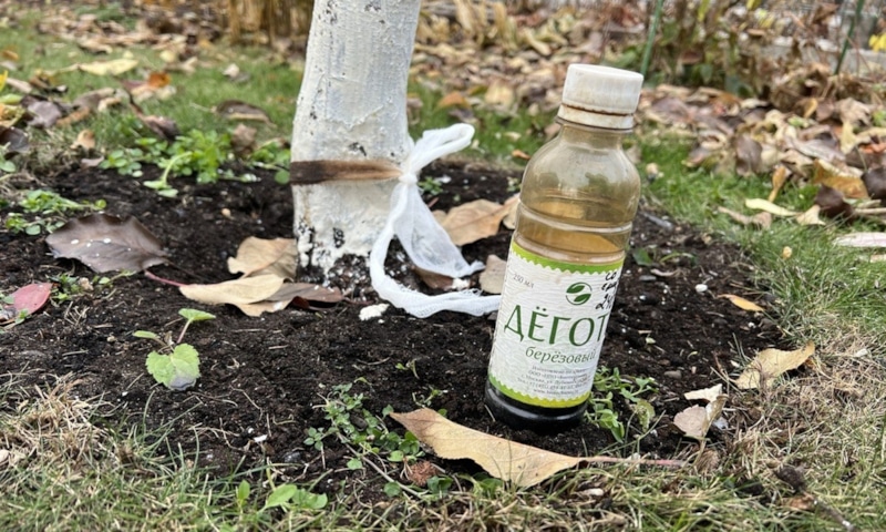 Дегтярная защита: сад без вредителей