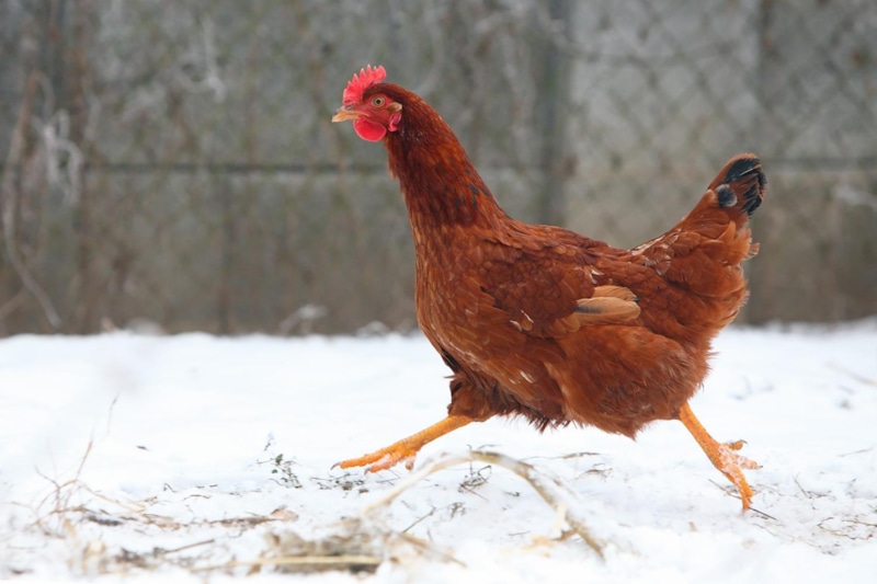 Зимний корм куриц: рост яйценоскости Зимний корм куриц: рост яйценоскости