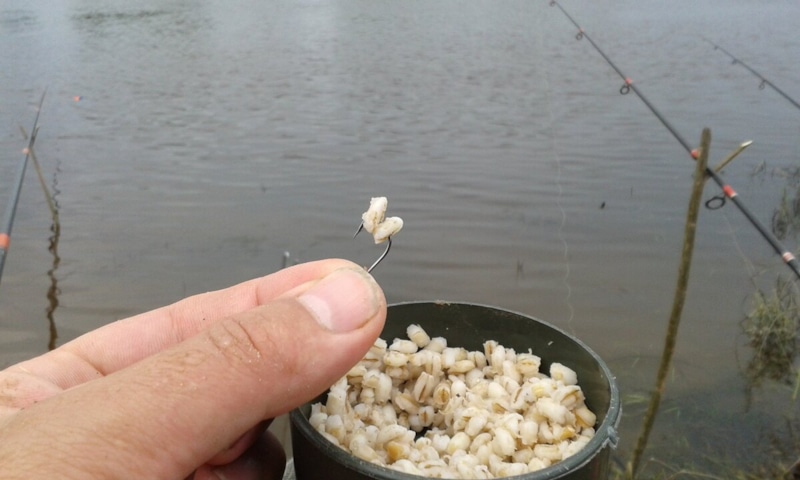 Ароматная перловка: приманка для карася