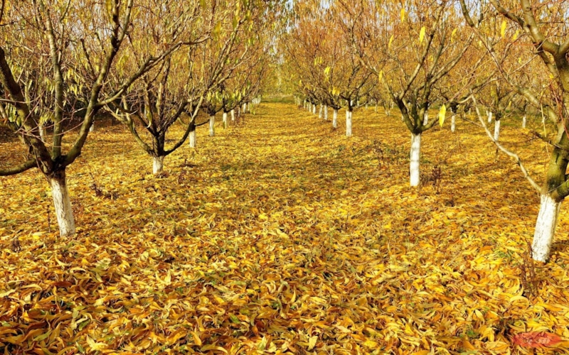 Осенний сад: защита мочевиной