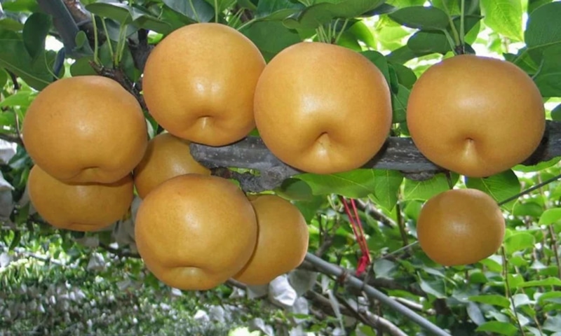Азиатская груша: ароматная выносливость Азиатская груша: ароматная выносливость